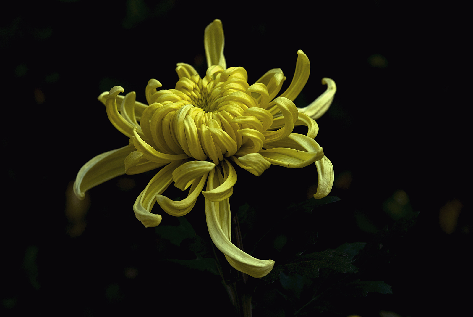 DSC_1318.jpg
