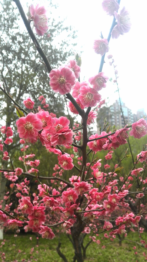 新蕾公园，梅花