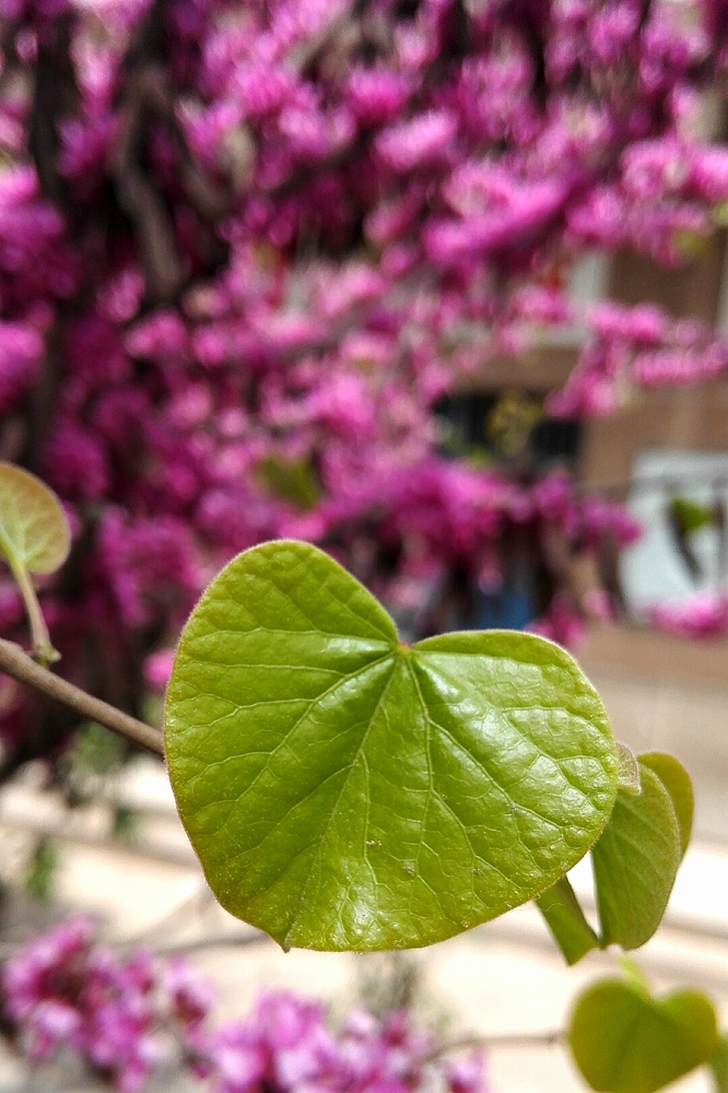 紫薇，先花后叶