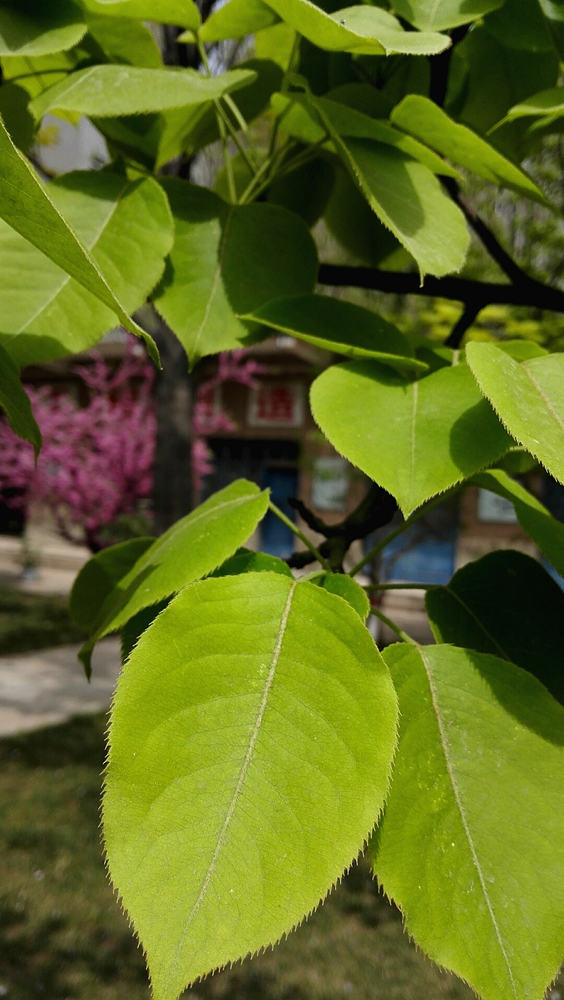 梨树叶子，哈哈