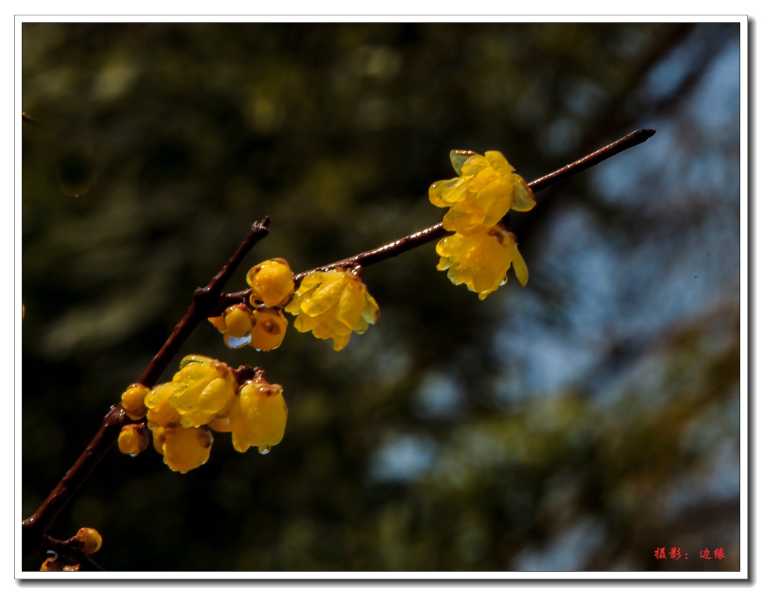 _MG_7594.jpg