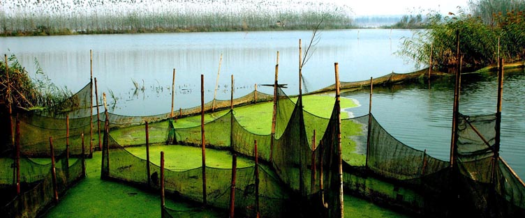 平湖小景