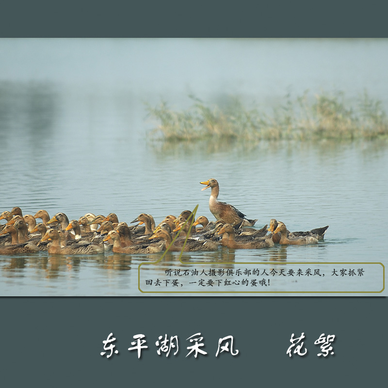 东平湖的麻鸭子