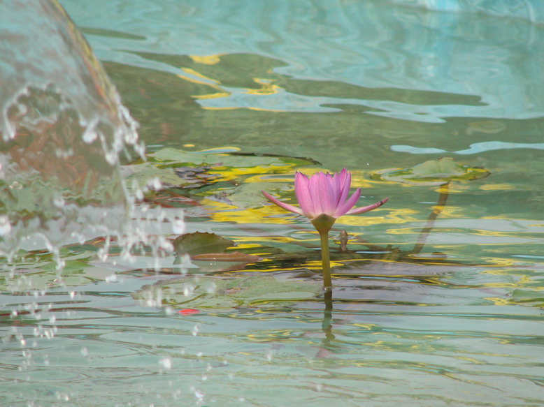 节日的海洋
