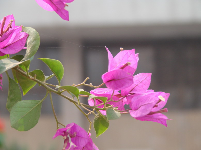 节日的海洋