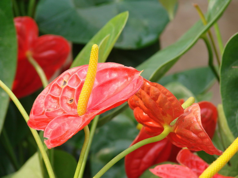 节日的海洋