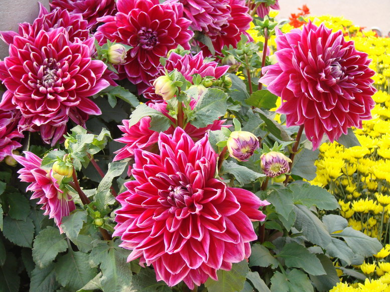 节日的海洋