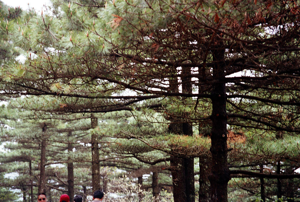 黄山风光