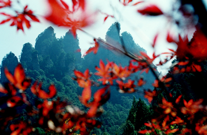 正是深秋红叶时