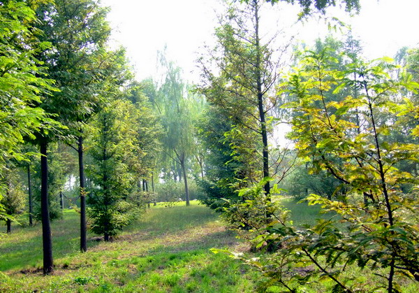 小树林
