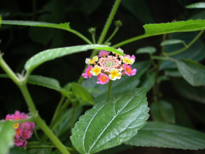 [原创]旅途偶遇的几种稀有植物