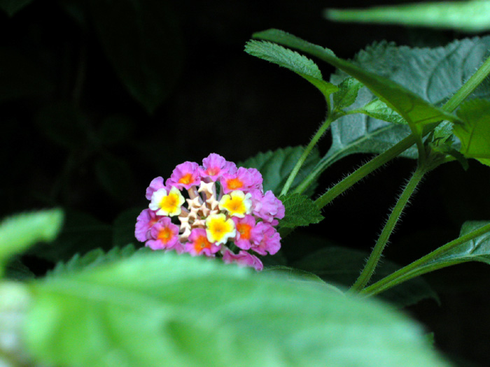 [原创]旅途偶遇的几种稀有植物