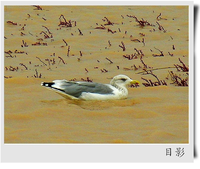 [原创]黄河入海口湿地掠影