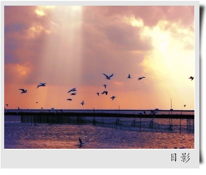 [原创]黄河入海口湿地掠影