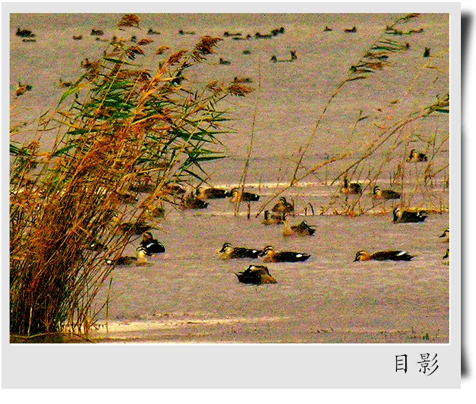 [原创]黄河入海口湿地掠影