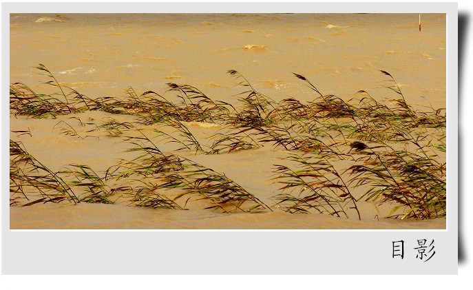 [原创]黄河入海口湿地掠影