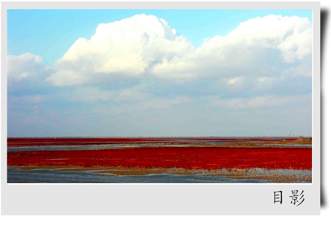 [原创]黄河入海口湿地掠影