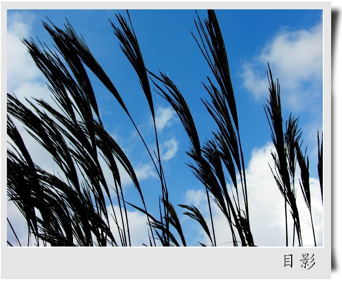 [原创]黄河入海口湿地掠影