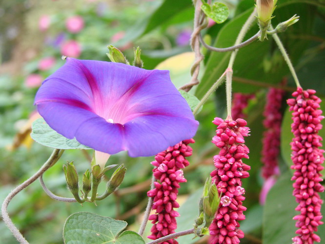 情系八里沟——花草