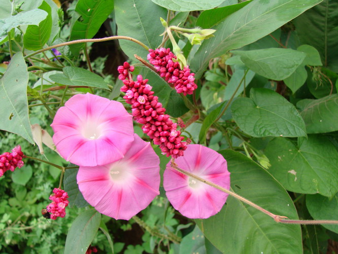 情系八里沟——花草