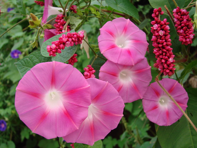 情系八里沟——花草