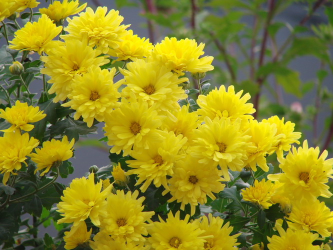 情系八里沟——花草