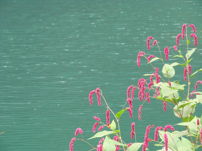 情系八里沟——花草