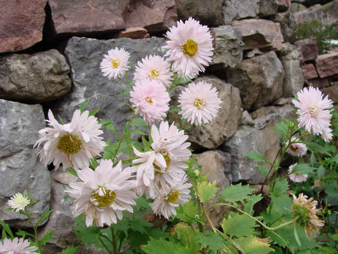 情系八里沟——花草