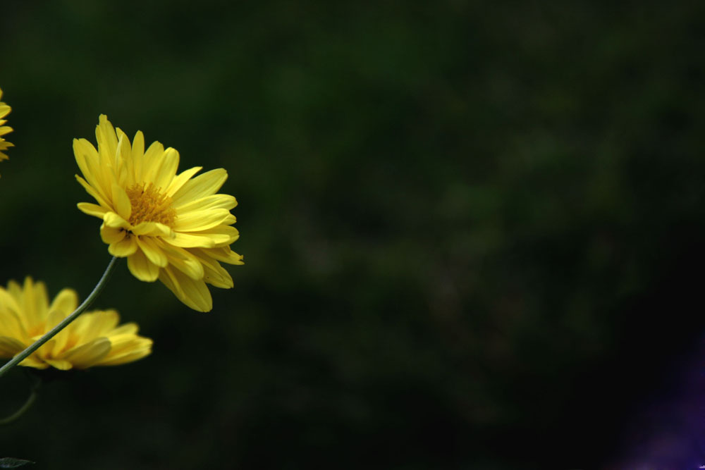 秋菊