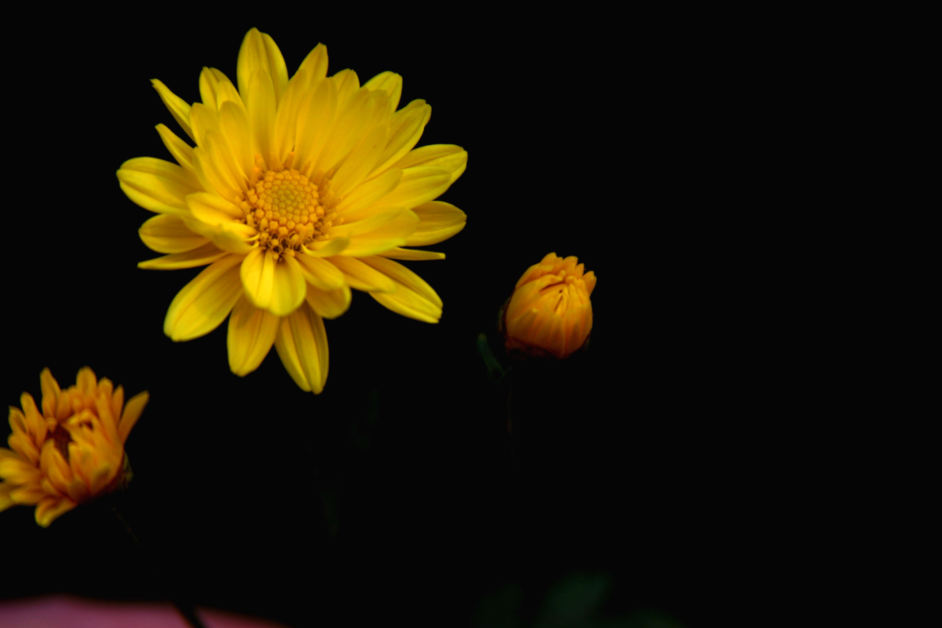 秋菊
