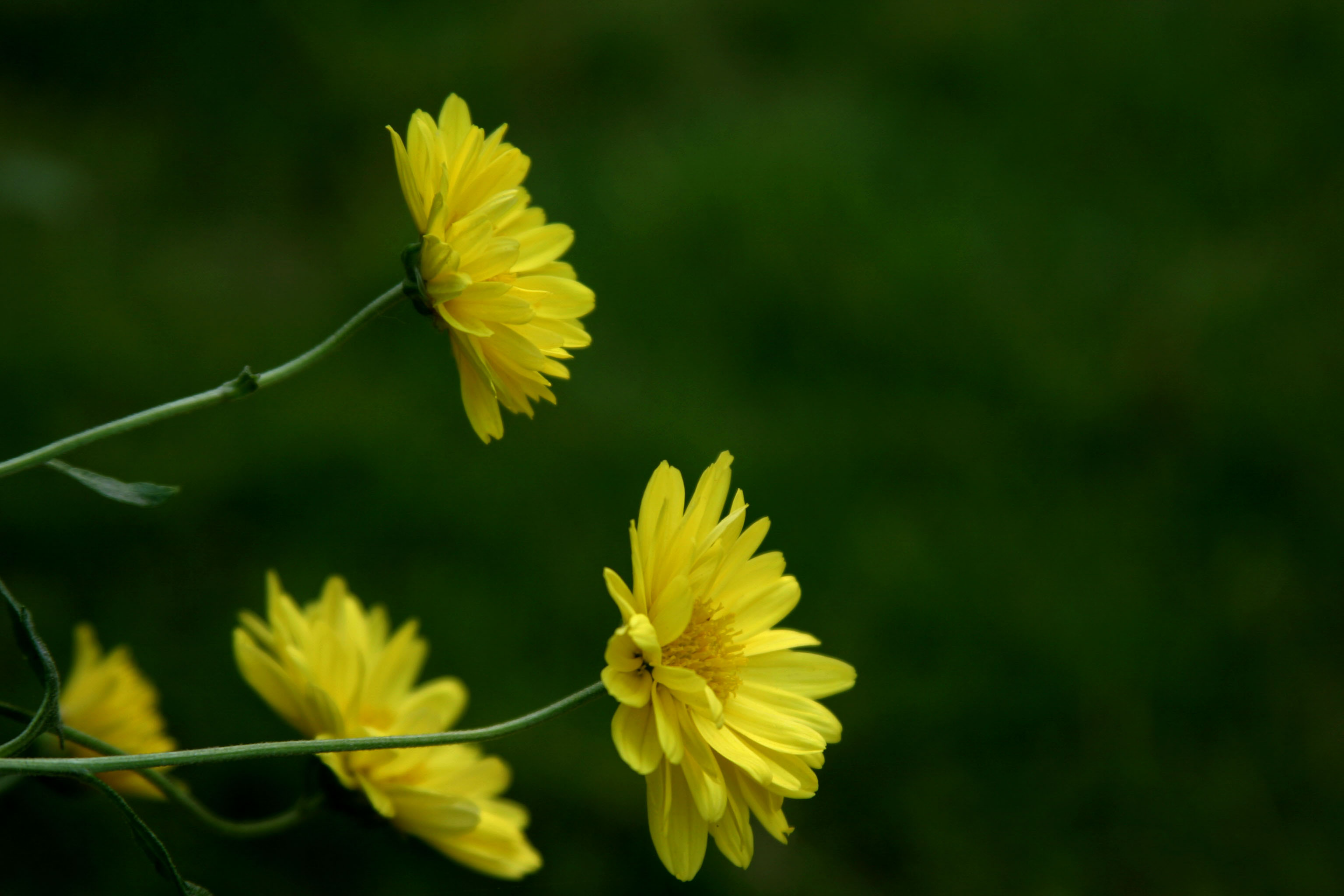 秋菊
