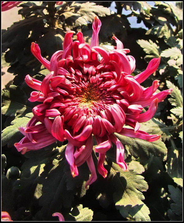 又是一年菊花开