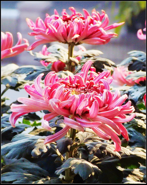 又是一年菊花开