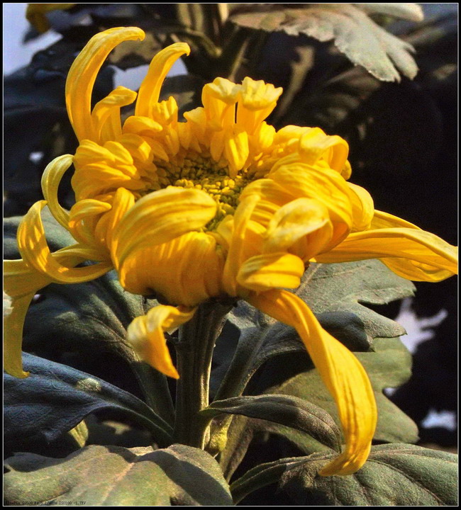 又是一年菊花开