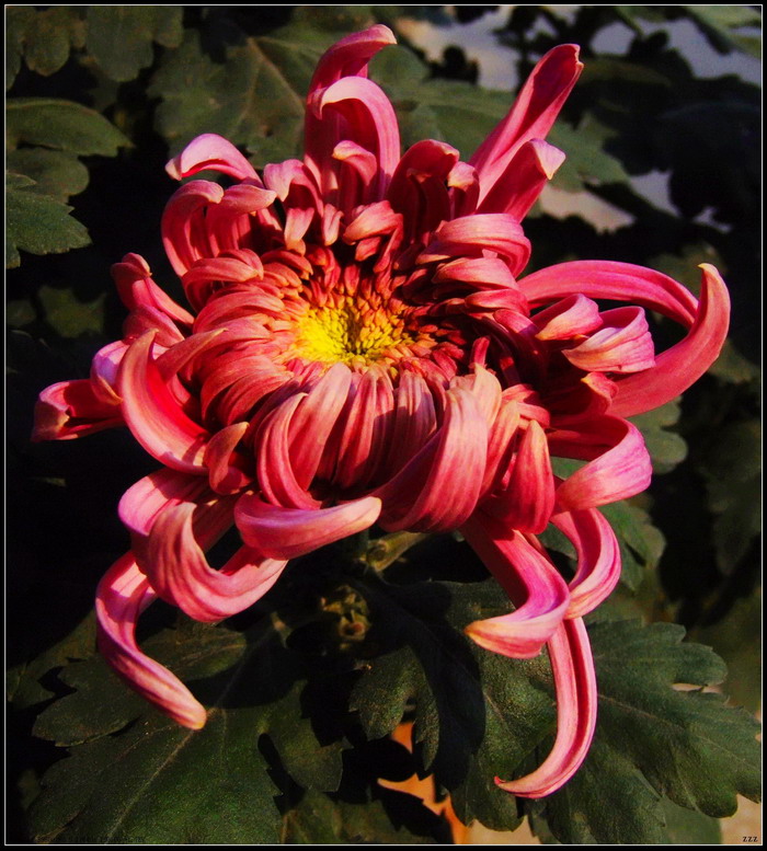 又是一年菊花开
