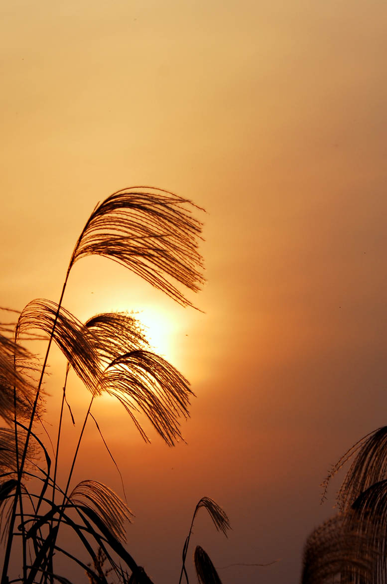 [原创]黄河入海口湿地掠影