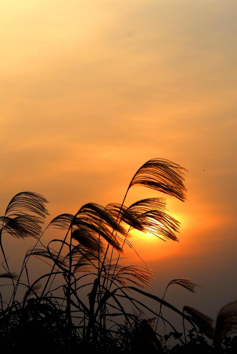 [原创]黄河入海口湿地掠影