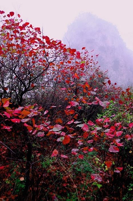 青龙峡红叶