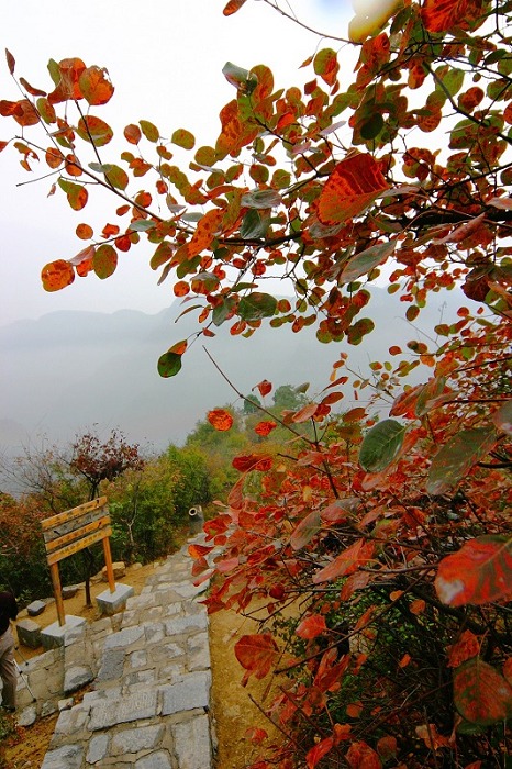 青龙峡红叶