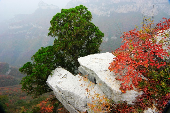 靳家岭红叶