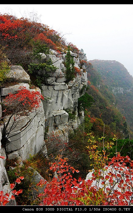 靳家岭红叶