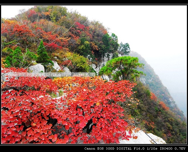 靳家岭红叶