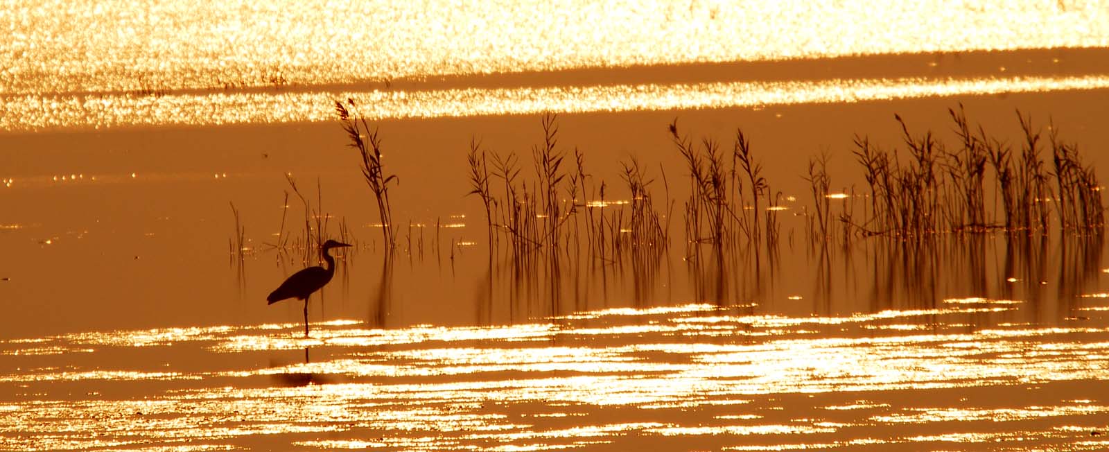 [原创]黄河入海口湿地掠影