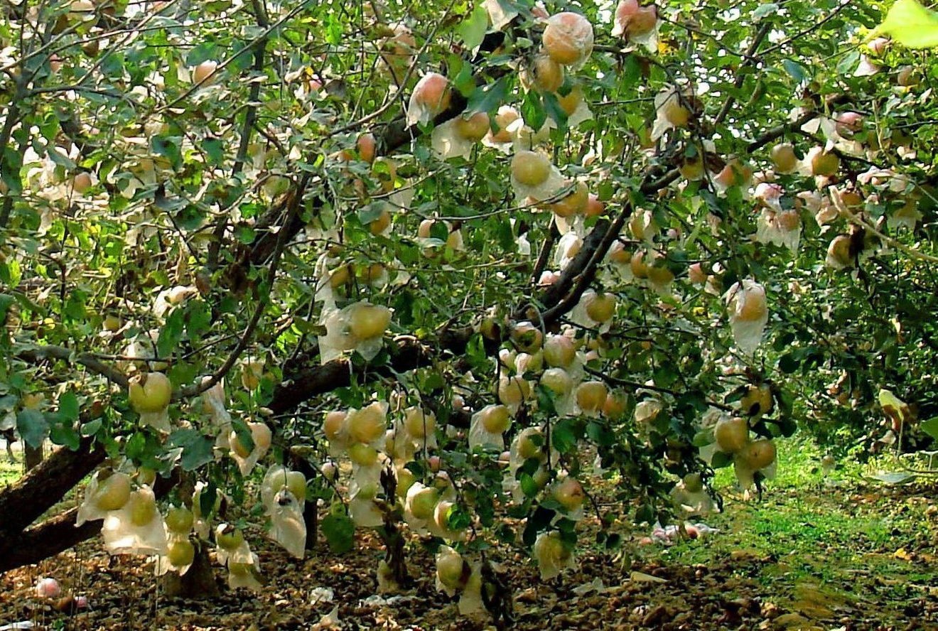 苹果满枝