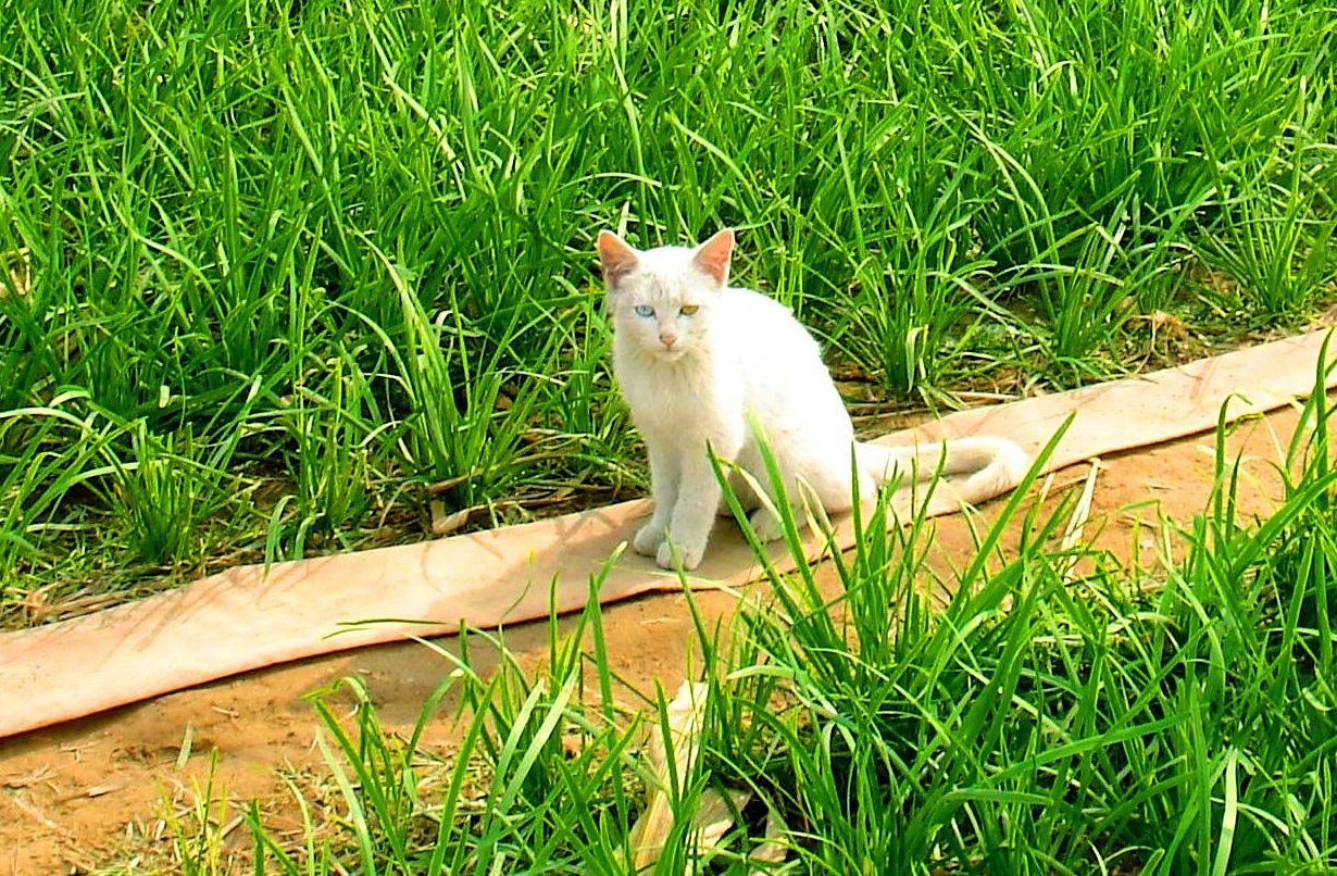 乡村发现之农家猫