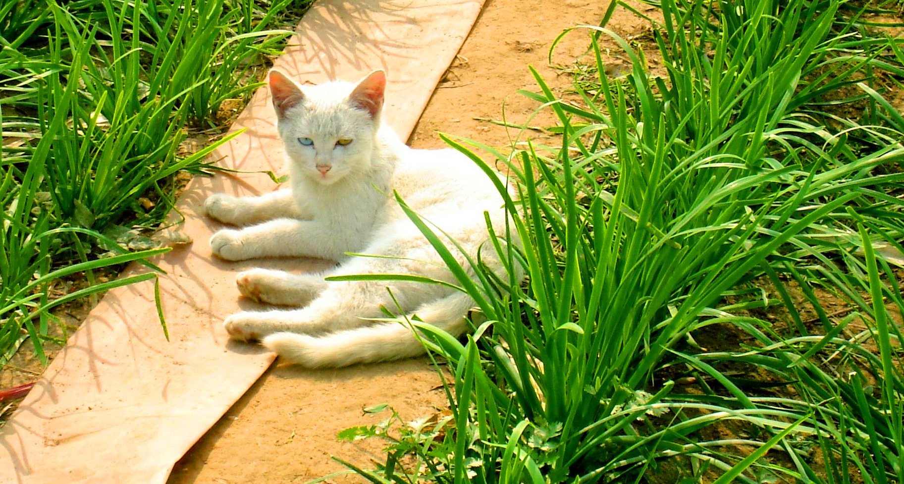 乡村发现之农家猫