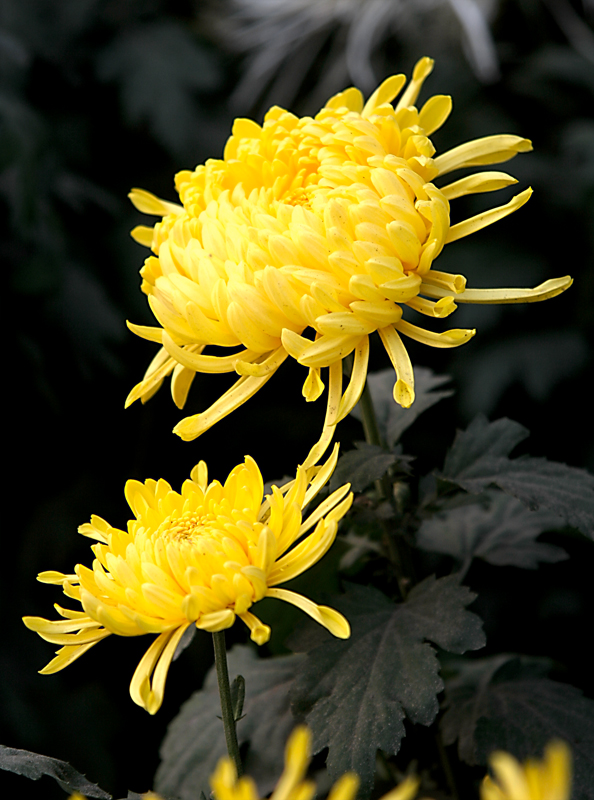 秋天话菊