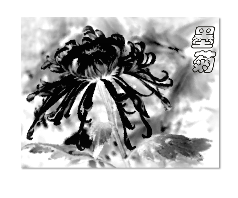 秋天话菊