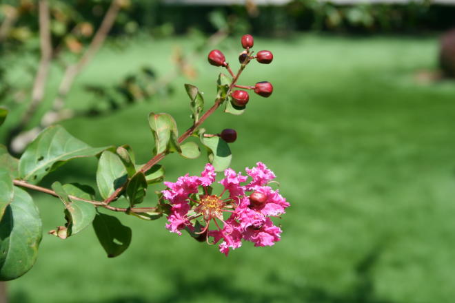 花