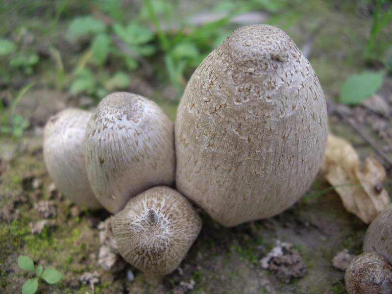 磨菇系列组照